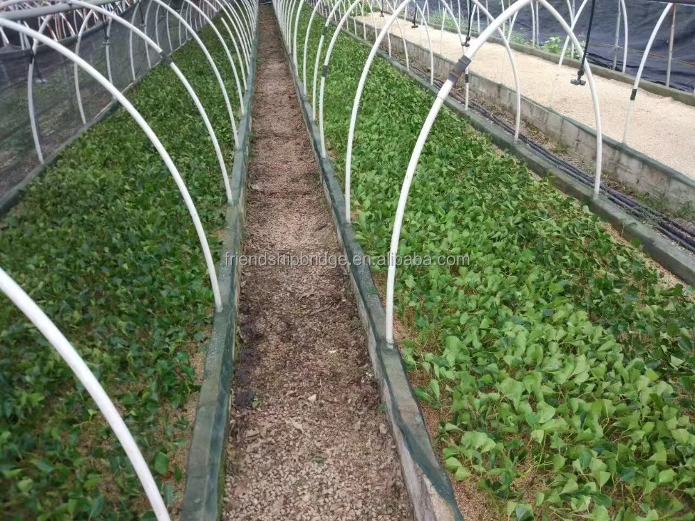 Cinnamomum kanehirae small seedlings