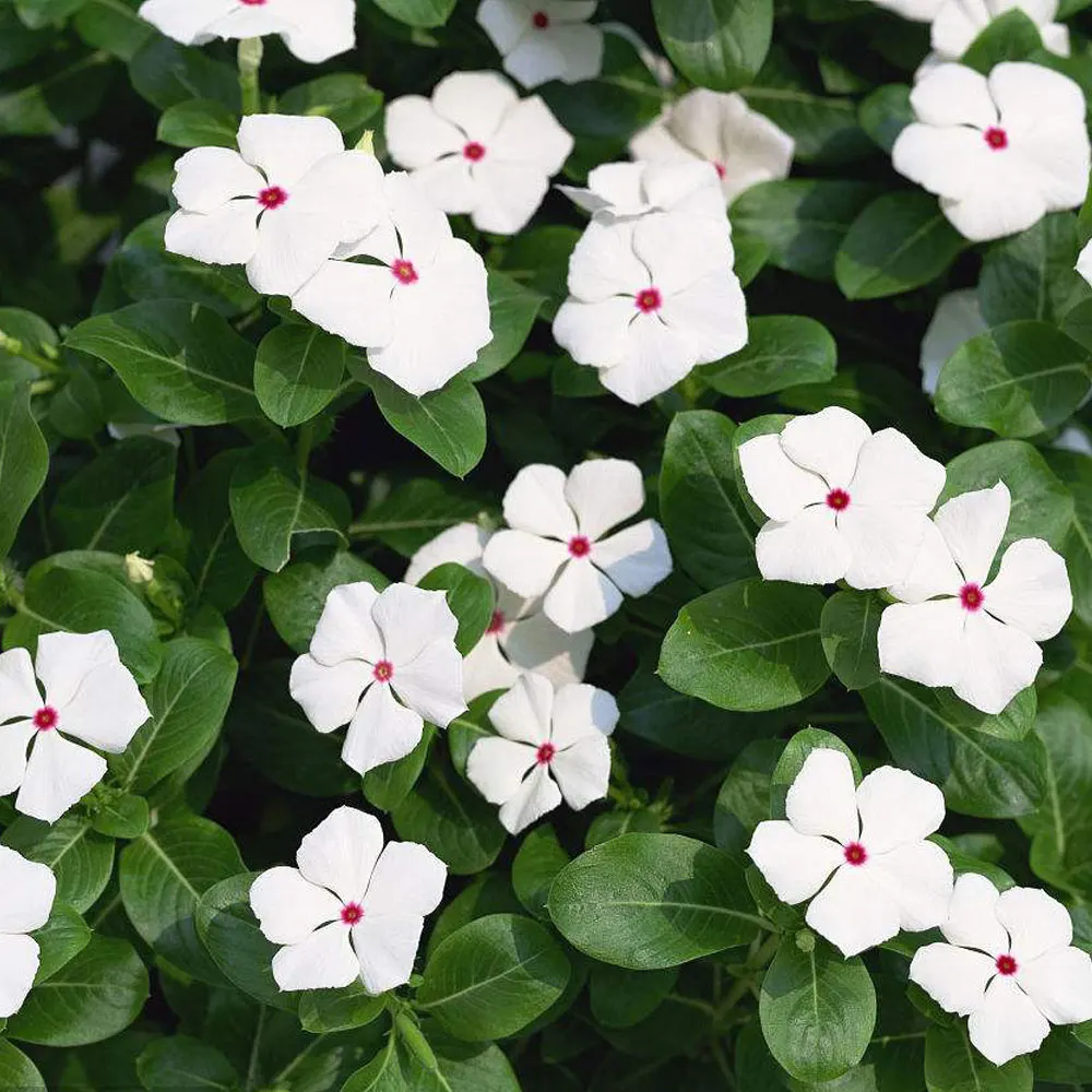 2021 Vinca rosea/Vinca rosea семена для облесения деревьев