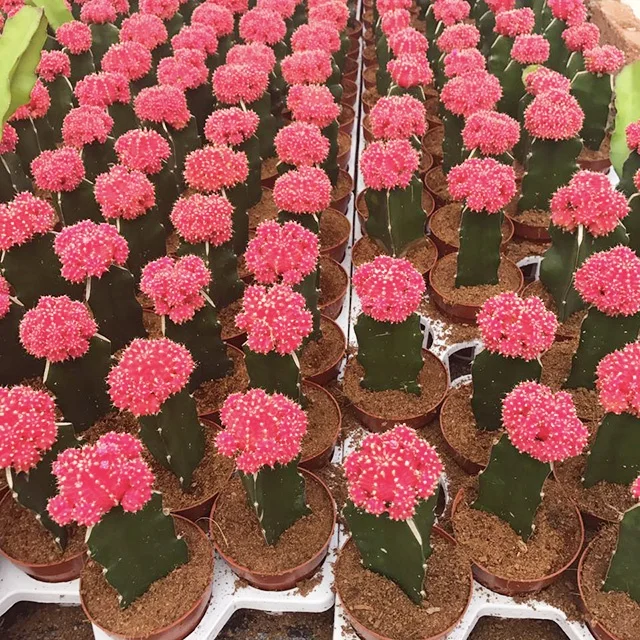  Цветная лента Луна gymnocalydium mihanovichii привитой кактус и