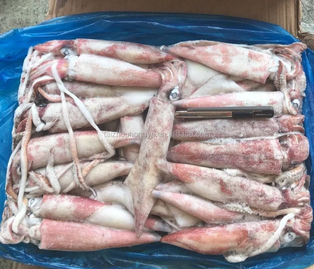 new frozen block Chinese loligo squid Whole round 8-13cm,13-18cm,18-22cm