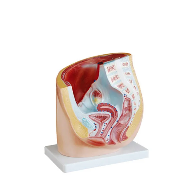 PVC Women Sagittal Anatomical Model for Teaching / High Quality Medical Teaching Models Price