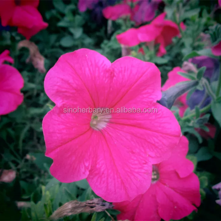  Красивый цветок семена petunia гибридные цветов для