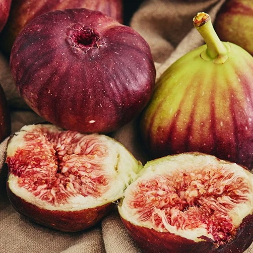 
Carica Linn.Fruit Fig tree plant 