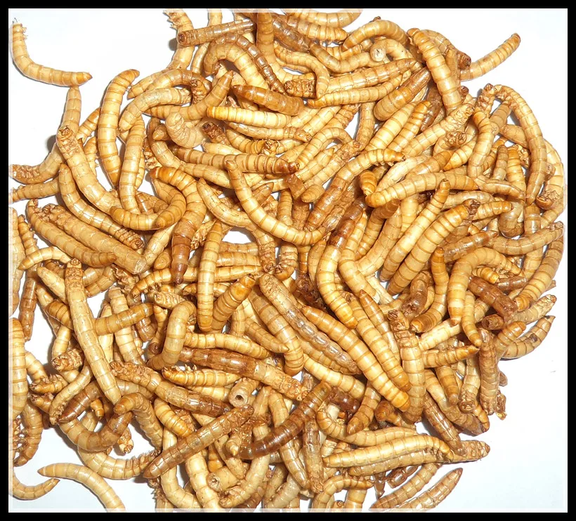 Cheap and high quality bird food and chicken food dried mealworms