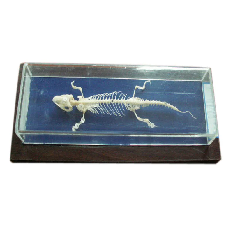 Preserved Anatomical Lizard Skeleton Specimen