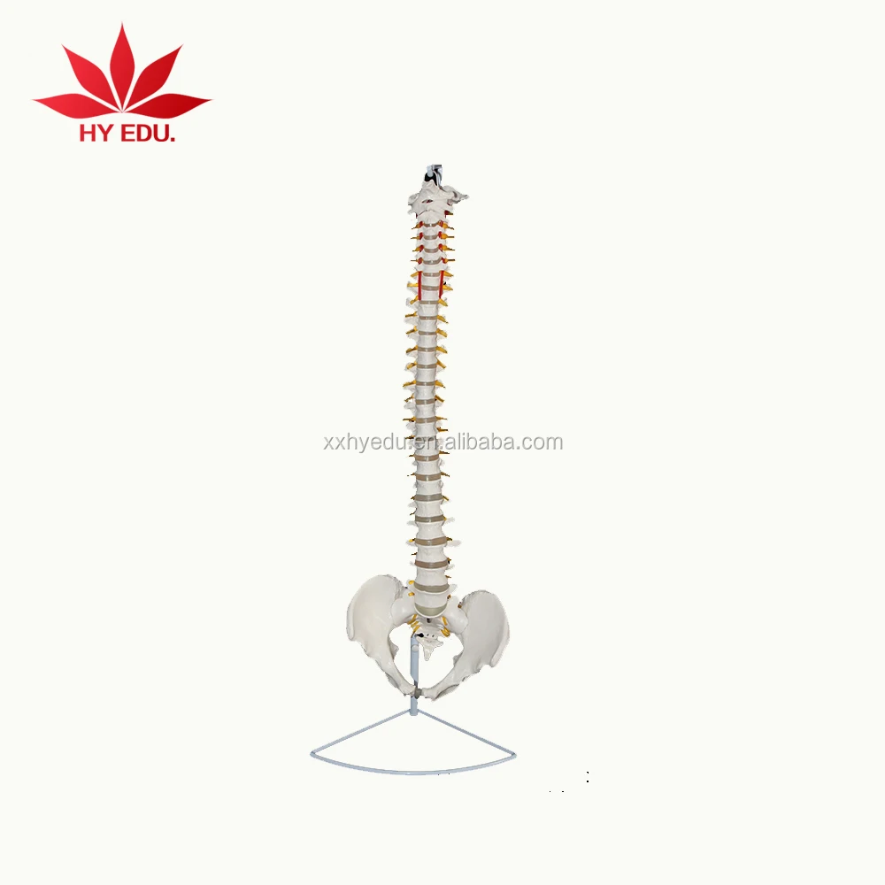 medical anatomical human life size vertebral column spine model for Education Supplies
