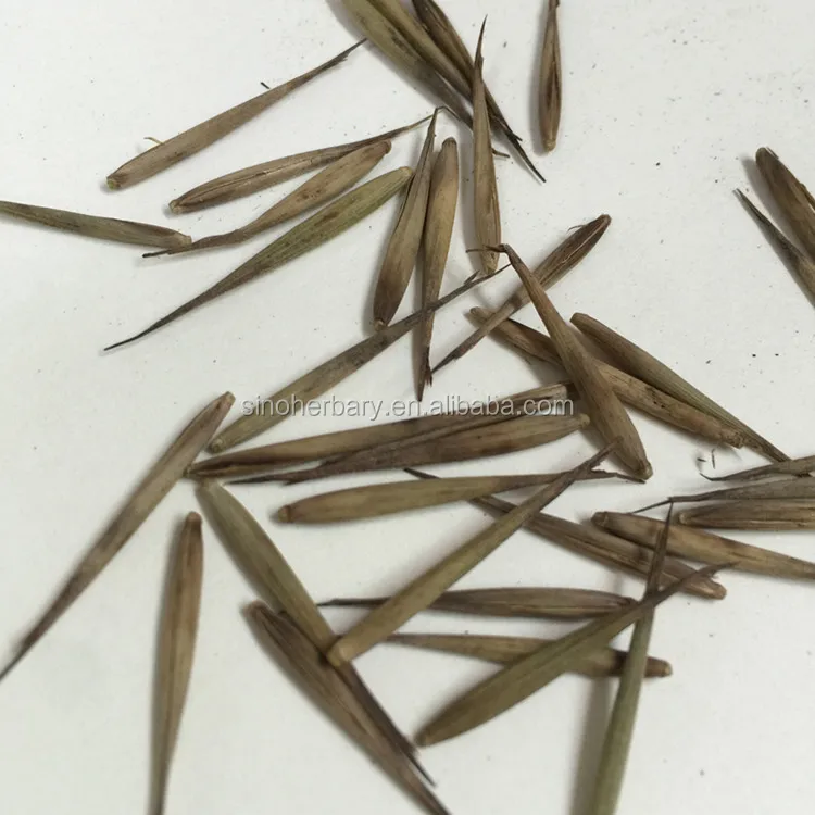 High Sprouting Rate Bambus Seeds/Bamboo Seeds For Cultivating