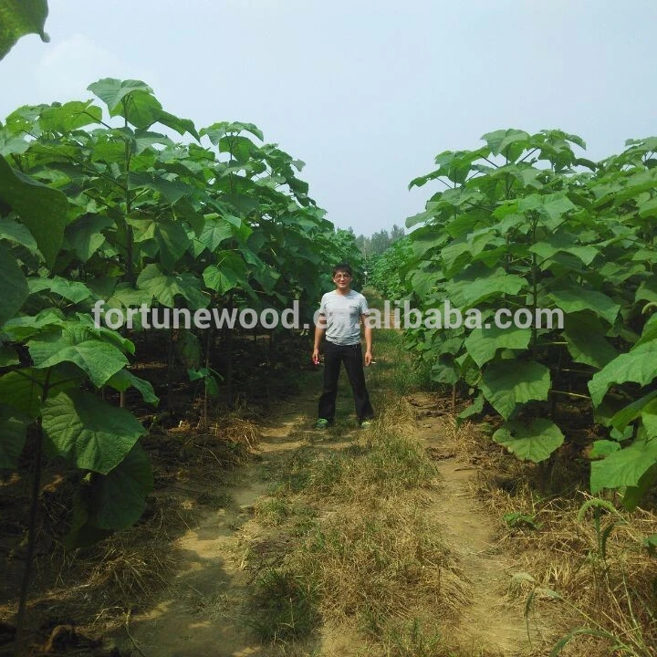 Семена павловнии, саженцы, вырезка корней, корневой пень и саженцы