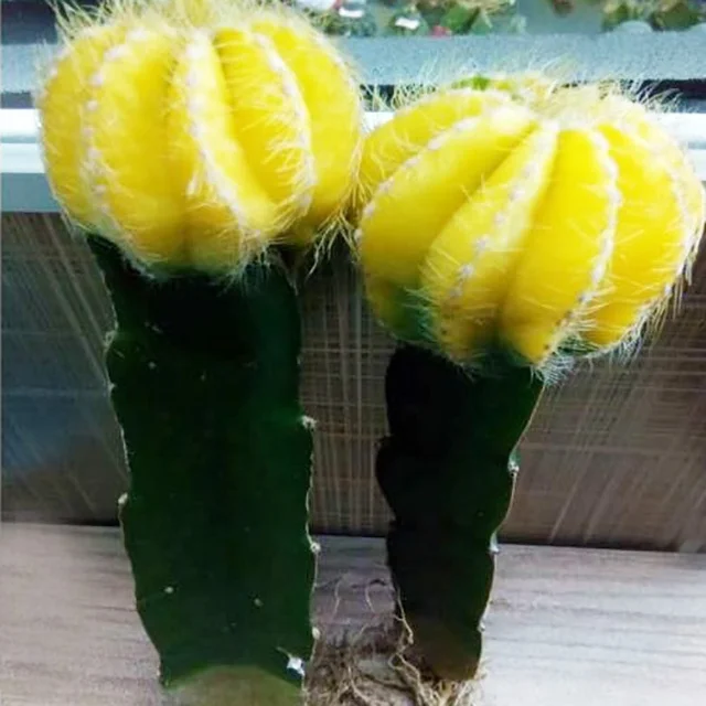  Цветная лента Луна gymnocalydium mihanovichii привитой кактус и