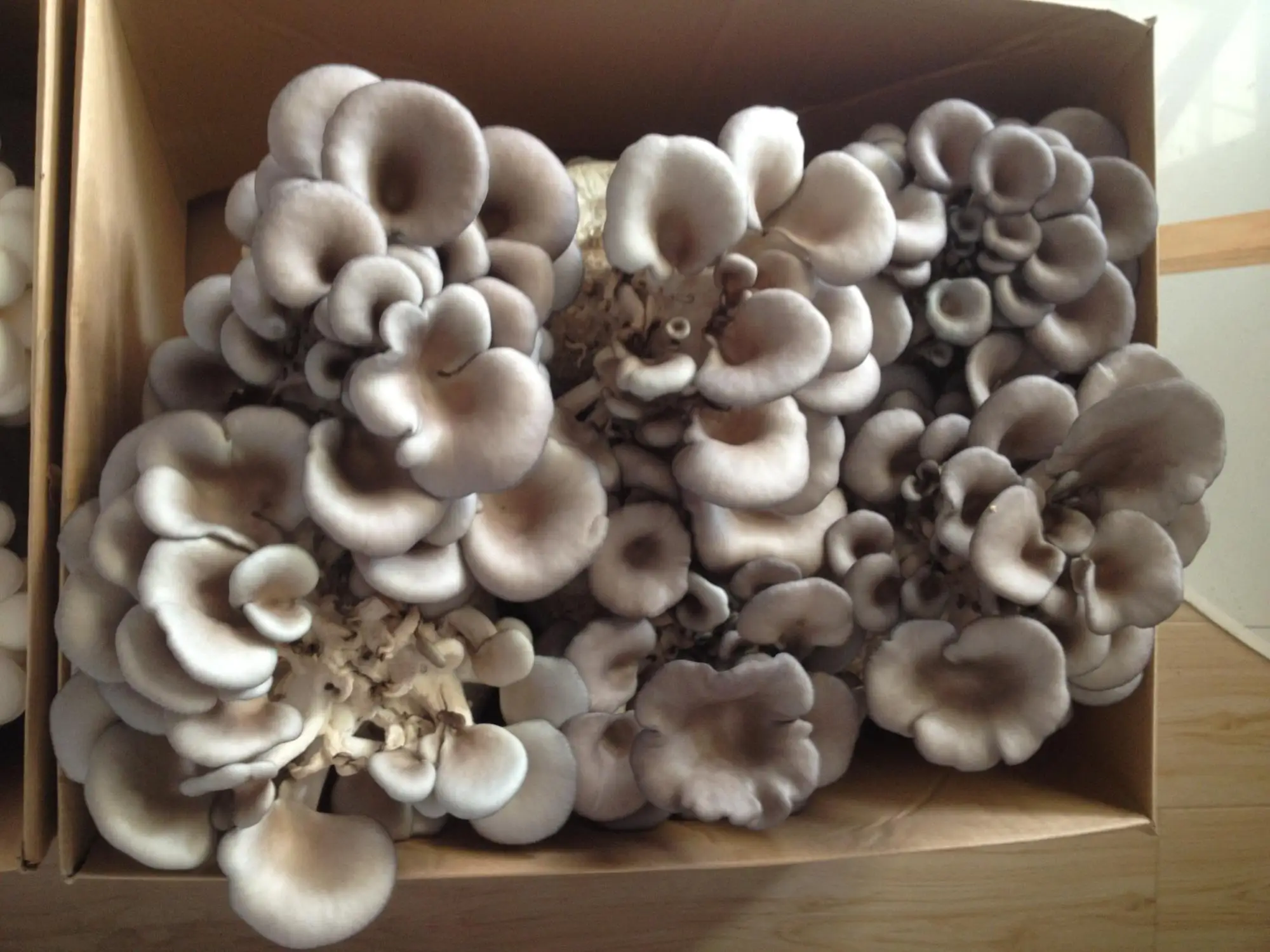 
Detan Oyster Mushroom Bag 