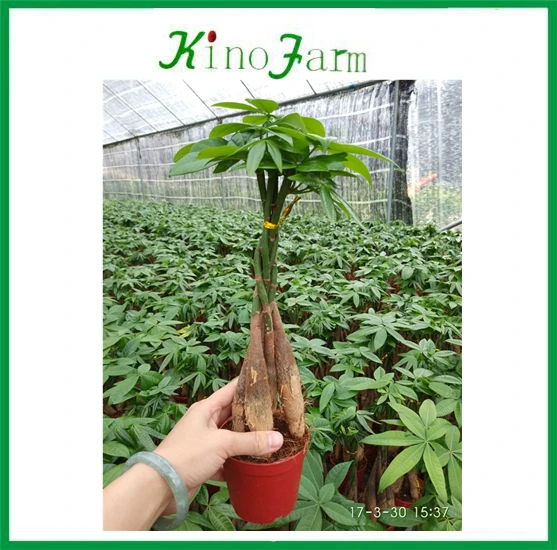
zhangzhou kinofarm decorative indoor plants parchira bonsai 