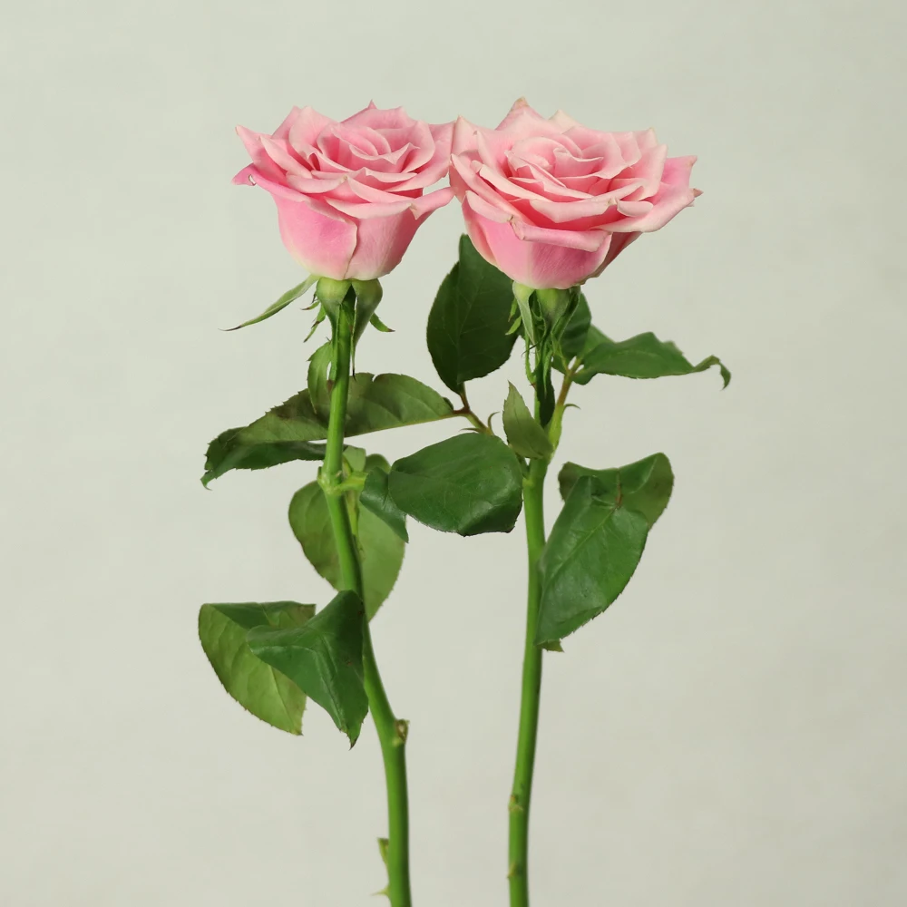 
jasmine rose fresh cut rose flower price Spray Chrysanthemum for anniversary 