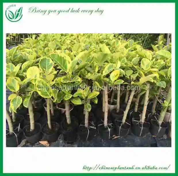 
FICUS BONSAI FICUS BANGHALENSIS 