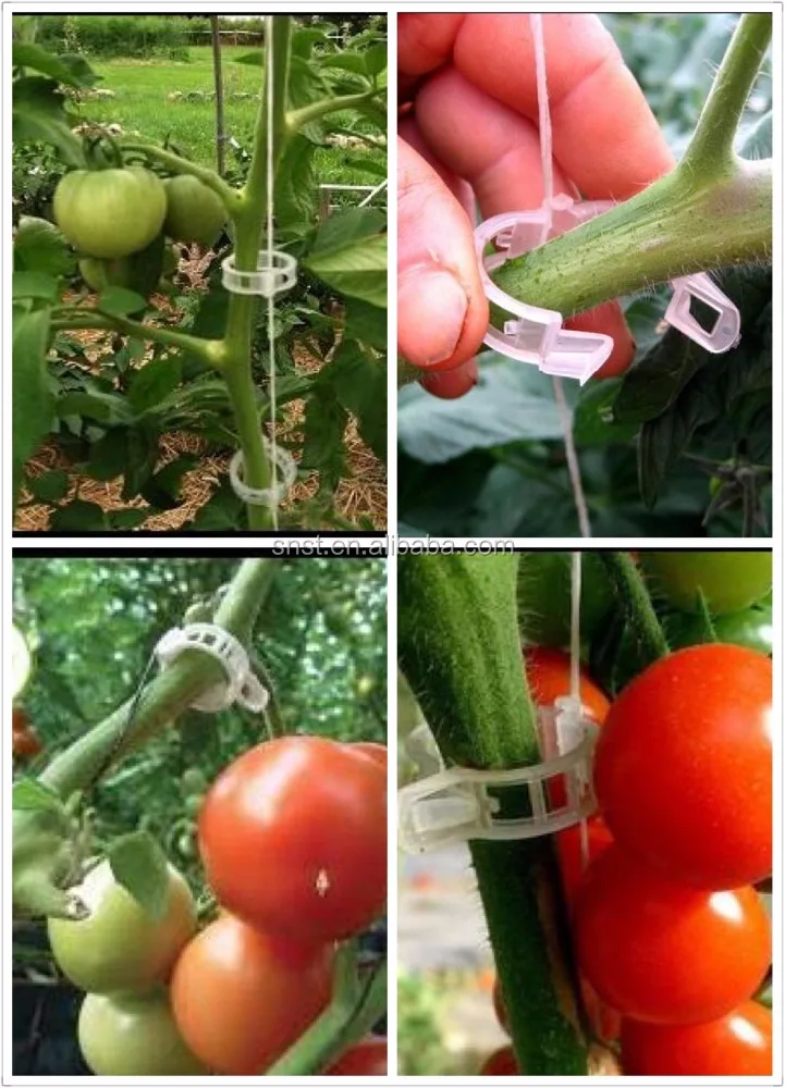 Hot Sale Greenhouse Injection Plastic Tomato clips