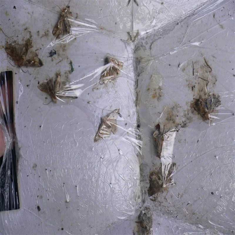 Pheromone Lure for Agrotis Ipsilon Black Cutworm Agrotis ypsilon Rottemberg Attractant Trap