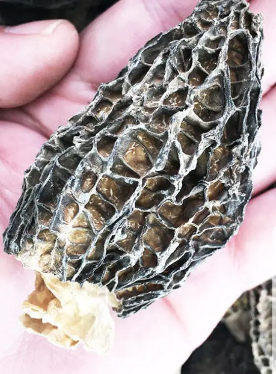 
Food grade 100% pure natural dried Morchella esculenta mushrooms 