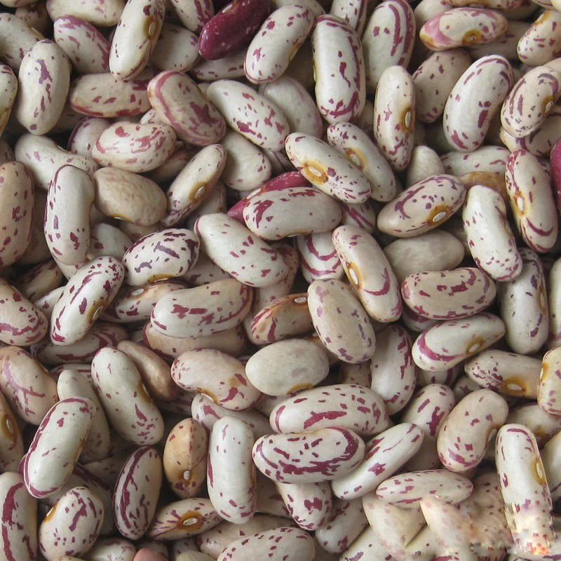 Легкая зернистая фасоль pinto beans