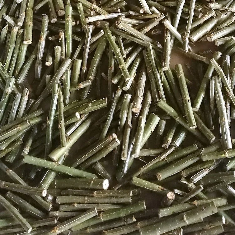 
Wu xu yang fast grow no catkin eastern aspen tree seedling branch cut for planting 