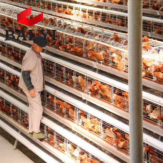 Wholesale Battery Chicken Coops and Equipment Poultry Algeria