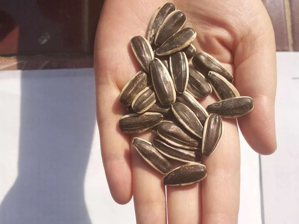Chinese factory supply new crop high quality sunflower seeds 361 with low price