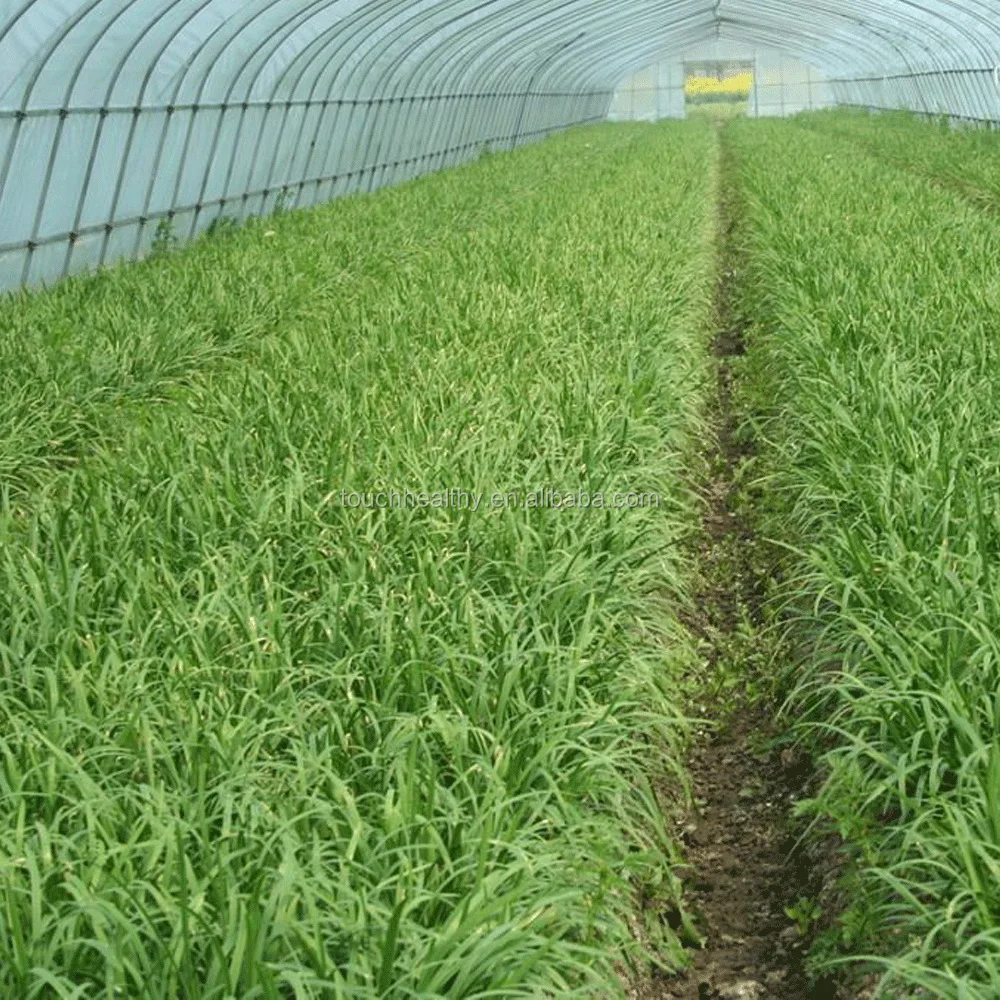 2021 Touchhealthy поставка поролона с высокой степенью проращивания, семена ликабки 500 г/пакет