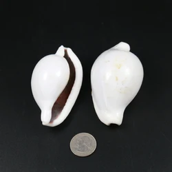 Natural Pure White Conch Sea Shell Combination For DIY Home Aquarium Wedding Decoration