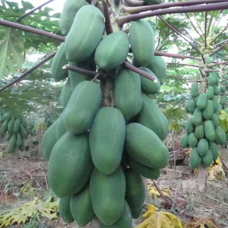 
Suntoday Non GMO Muguazhongzi hybrid taiwan red lady papaya seeds 