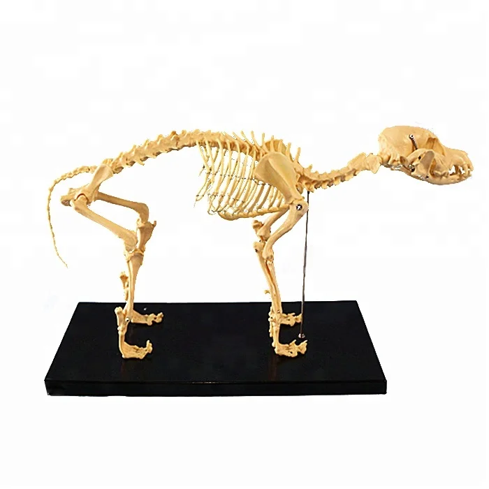 Human Biology Teaching Animal Dog Canine Skeleton Model