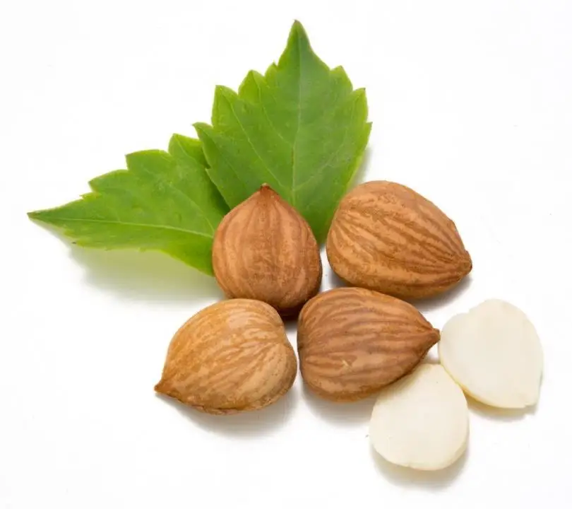 Edible raw natural kernels meat Dried Prunus armeniaca seeds for food