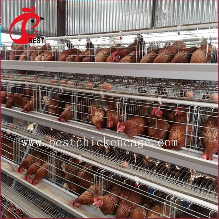 Free sample rear wire mesh chicken cage for poultry farm abuja nigeria made in China
