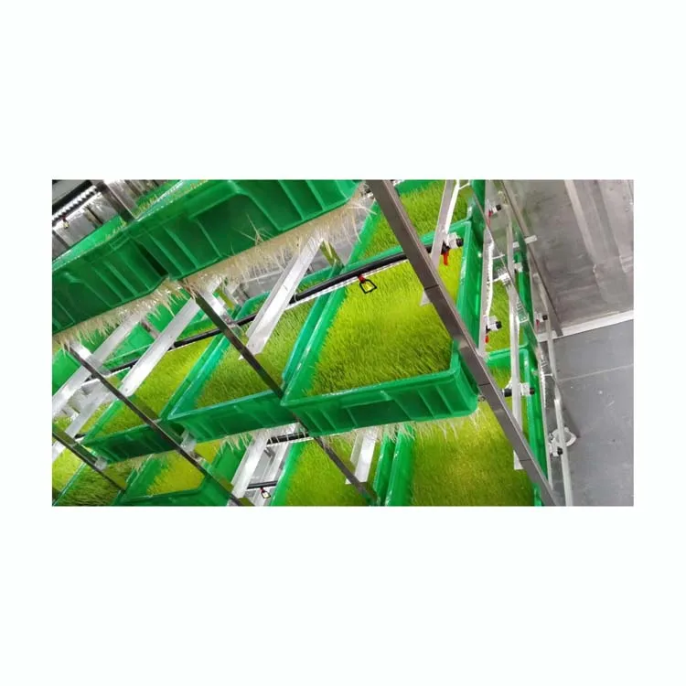 cow farm large hydroponic fodder system for growing barley bean garlic