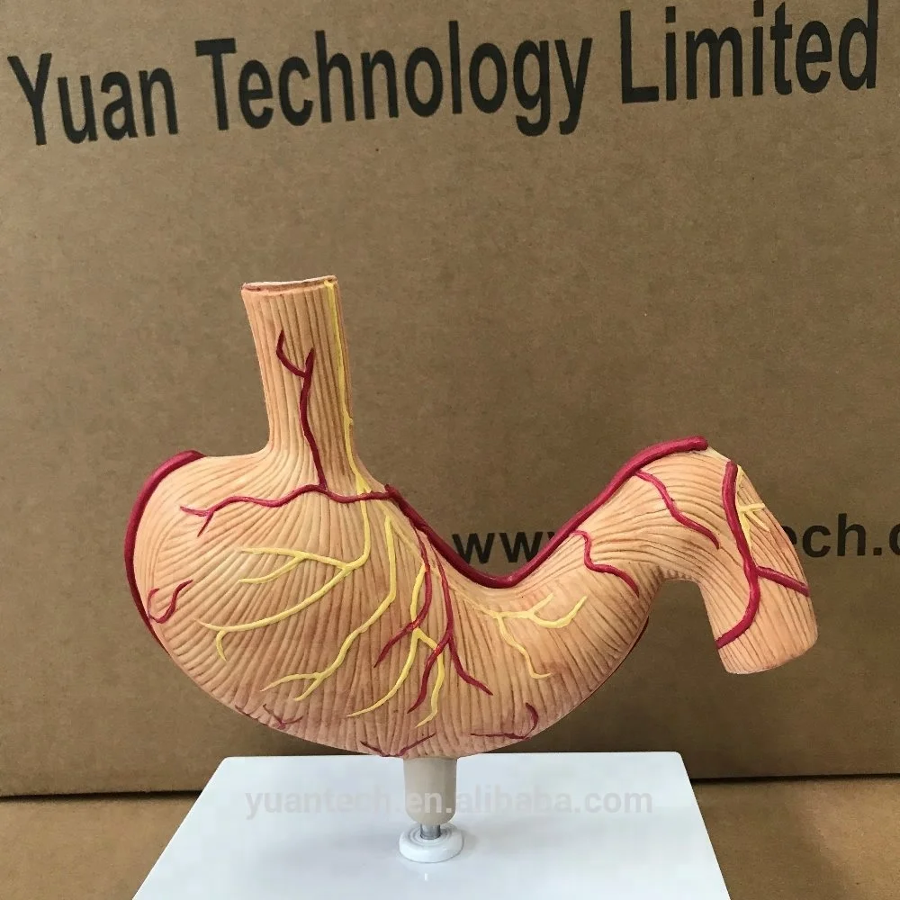 Human Stomach Anatomy Structure Plastic Model 2 Parts