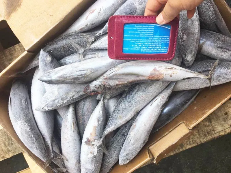 Frozen bonito tuna fish for canning with white meat quick selling