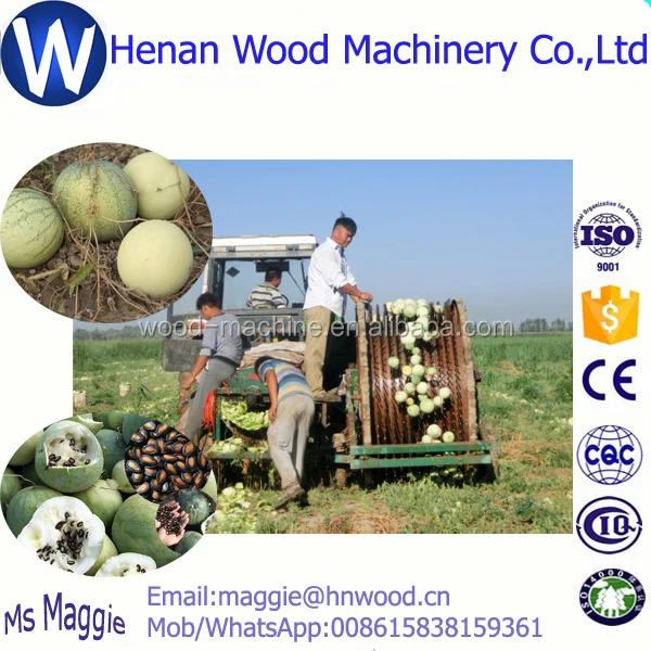 Harvesting+extracting melon seeds extractor/pumpkin seeds processing machine/pumpkin seeds extractor WhatsApp 008615838159361