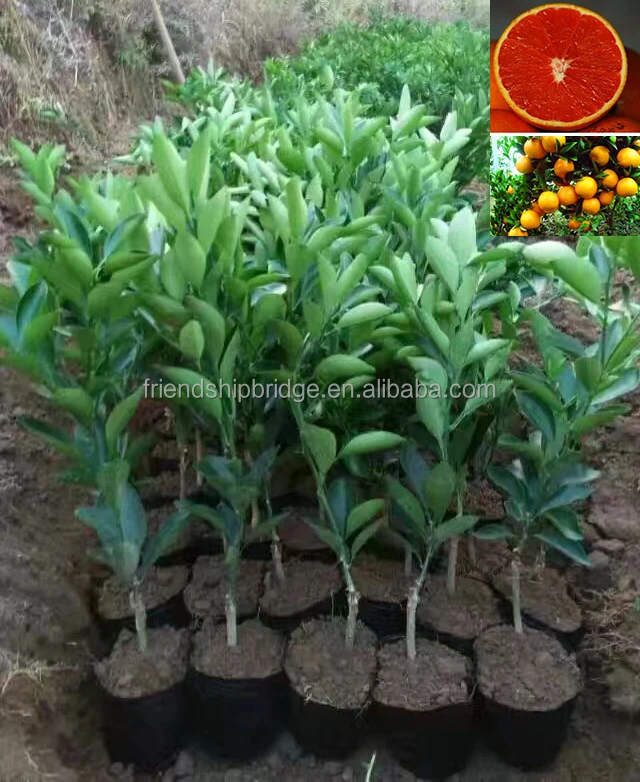 Замачиваемые цитрусовые Синенсис/саженцы апельсинов в крови тарокко