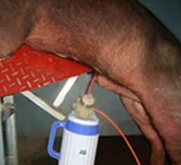 650 мл Термос для семени для осеменения свиней