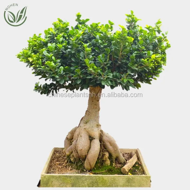 
 Привитое Фикус женьшеня бонсай деревьев бонсай живое растение комнатное растение  