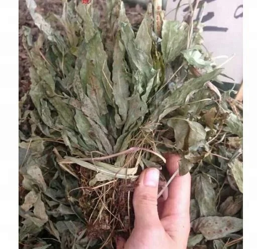 
Chinese wild herb dried Phymatopteris hastata (Thunb.) Kitag 