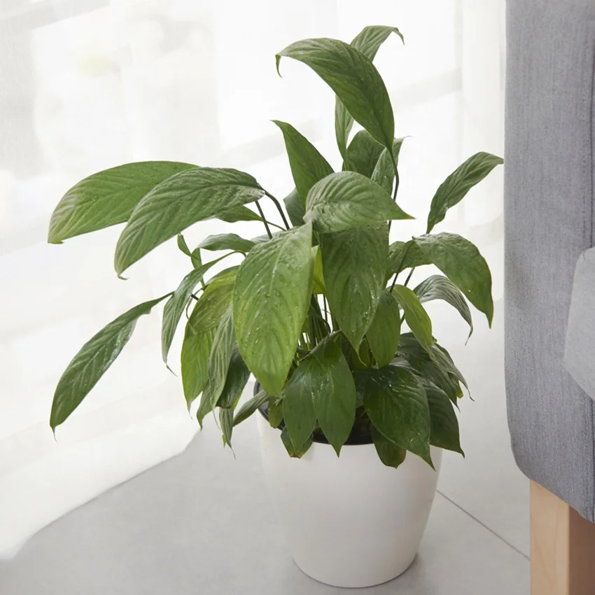 Пластиковый горшок для самополива цветов