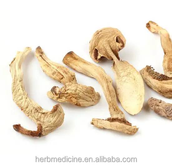
Dried fungus Trichotoma matsutake sing organic mushrooms for food 