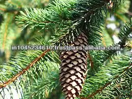 100% Original Quality Natural Pine Sylvestris Oil for Bulk Purchaser