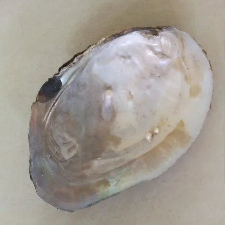 Promotion Price Chinese Freshwater Pearl Shell River Seashell in Cheap Price