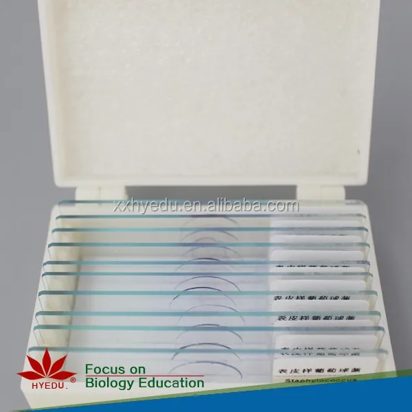 
High quality bacteria prepared slides Prepared microbiology bacteria slide set laboratory accessories 