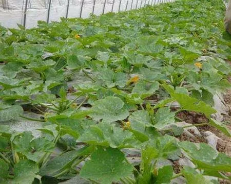 Long zucchini hybrid f1 squash vegetable seeds