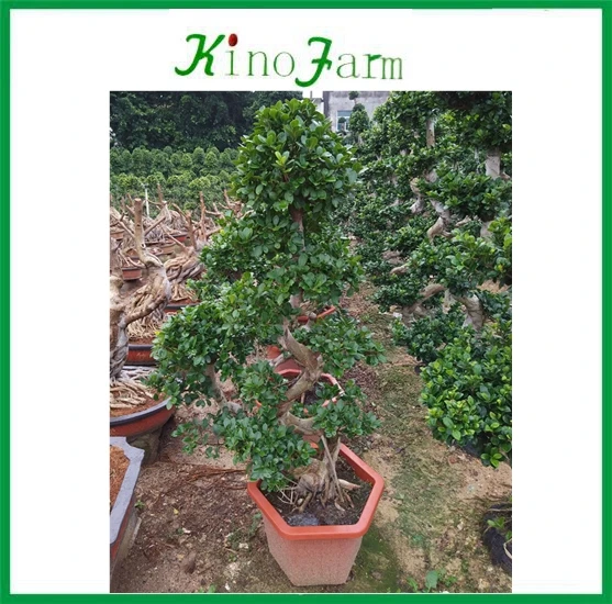 Chinese ficus retusa bonsai ficus shape