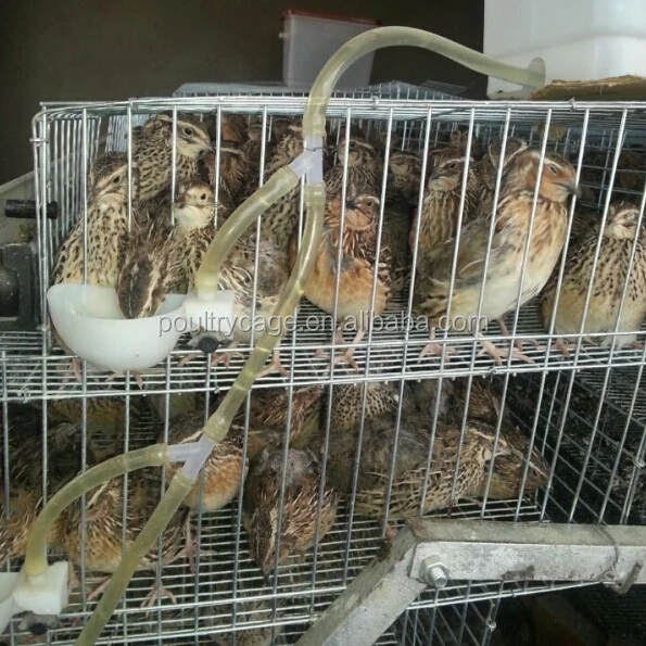 BAIYI Quail Cage For Sale ( A Type & H Type )