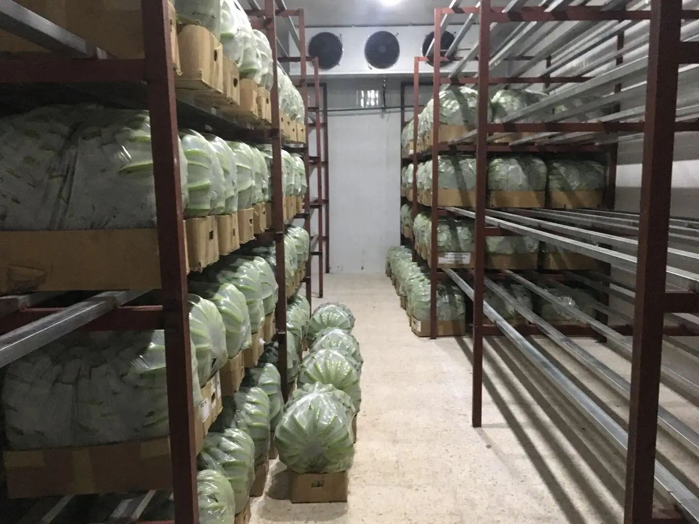 Промышленные холодильники с банановым созревателем