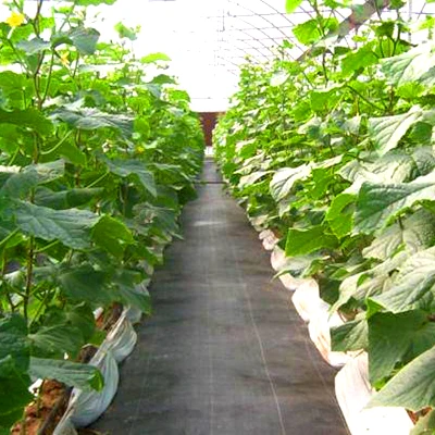 
wholesale black polyethylene anti insect film weed control mat 