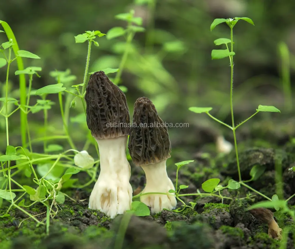 
Cultivated Chinese morchella conica mushroom 