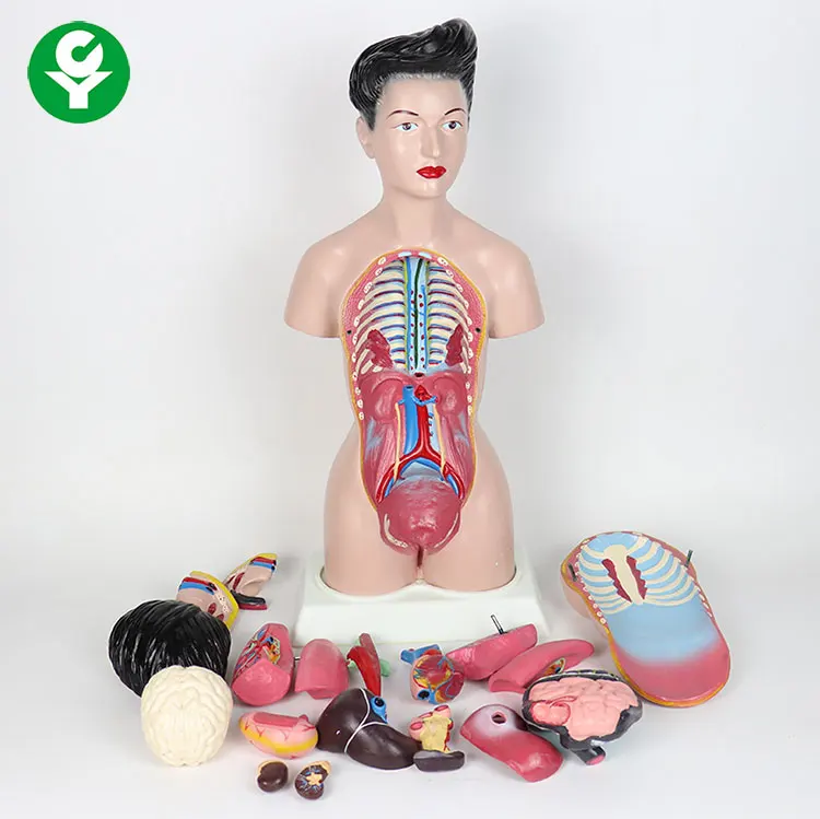44 cm high human anatomy female torso models 13 pieces